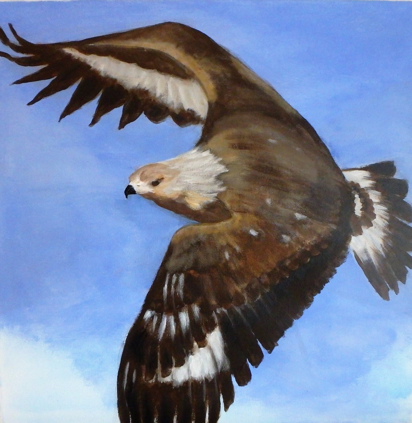 Kongeørn, original 40x40 cm