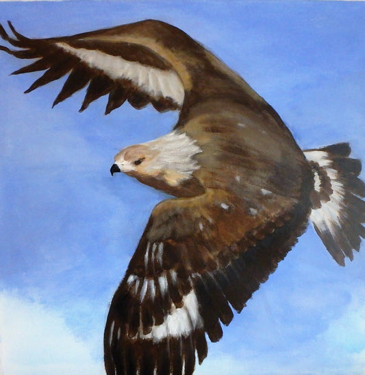 Kongeørn, original 40x40 cm